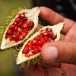 O que é achiote, qual é o sabor, como é usado e E-160b